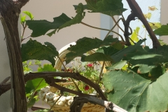 20160830_112135(1)